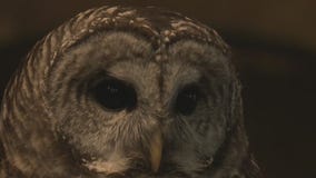 Schlitz Audubon Nature Center: 'Every single day there's something new'