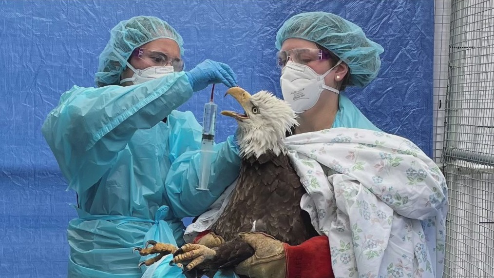 Bald Eagle in distress in Bay View dies