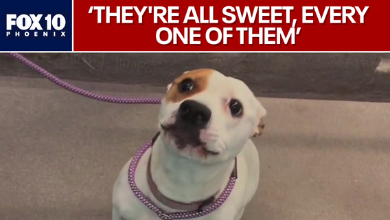 Dogs rescued from Texas flooding up for adoption in Flagstaff