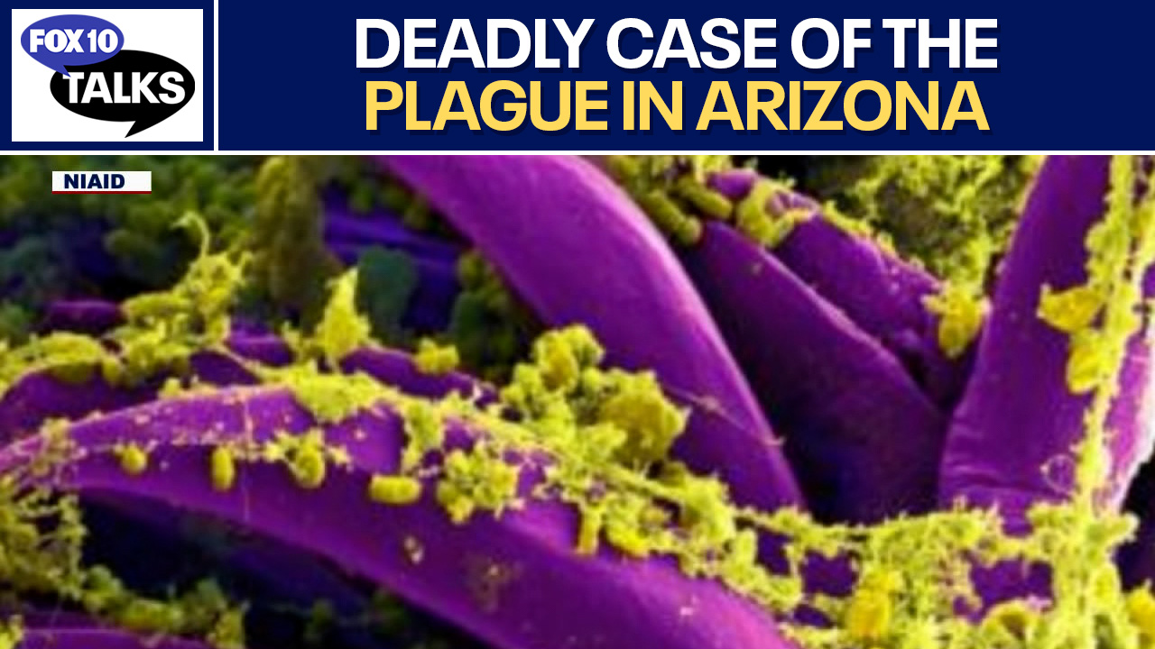 Grand Canyon wildfire; deadly plague in AZ l FOX 10 Talks