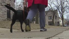 Women denied by Uber, Lyft over service dogs