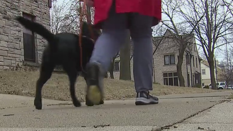 Women denied by Uber, Lyft over service dogs