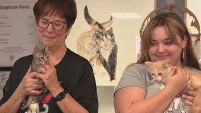 Cats rescued from TX floods look for homes in Arizona