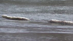 Fredonia bald eagle shot, DNR seeks tips