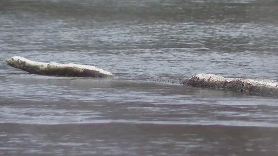 Fredonia bald eagle shot, DNR seeks tips