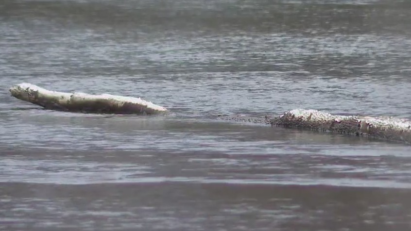 Fredonia bald eagle shot, DNR seeks tips