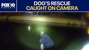 Glendale officer jumps into canal to rescue dog