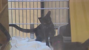 AAWL finds cats, kittens homes during National Adoption Week