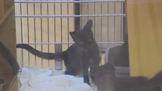 AAWL finds cats, kittens homes during National Adoption Week