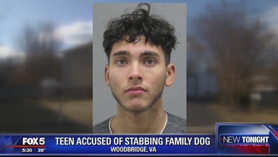 Teen stabs puppy in Woodbridge, police say