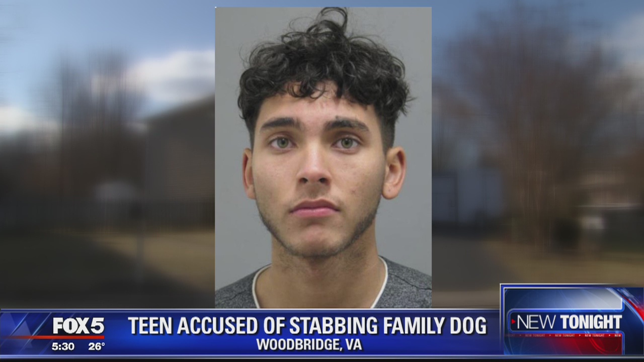 Teen stabs puppy in Woodbridge, police say