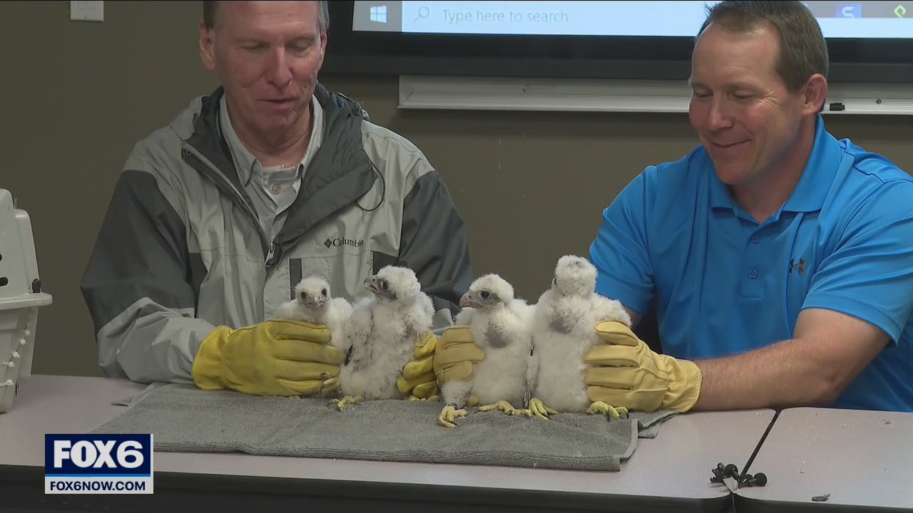 Falcon chicks banded, ID'd at We Energies plant