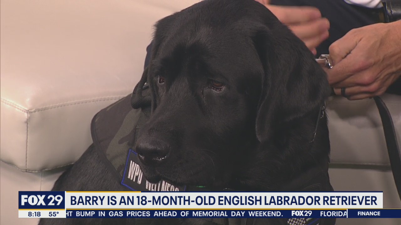 Wilmington police introduce new trauma & wellness dog