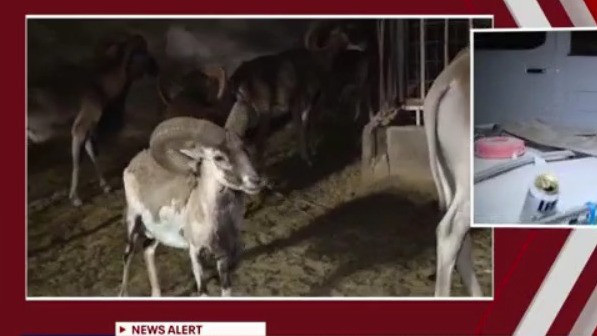 Over 50 animals rescued from Rio Verde farm
