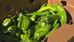 Fry's hosts live green chili roasting events at select stores