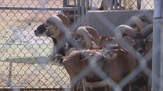 Exotic animals now being cared for by MCSO unit