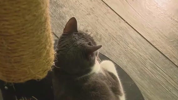 Don't be a fraidy-cat: Tips for stress-free vet visits