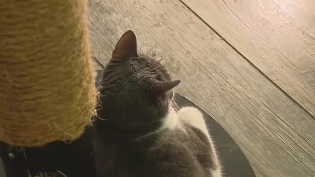 Don't be a fraidy-cat: Tips for stress-free vet visits