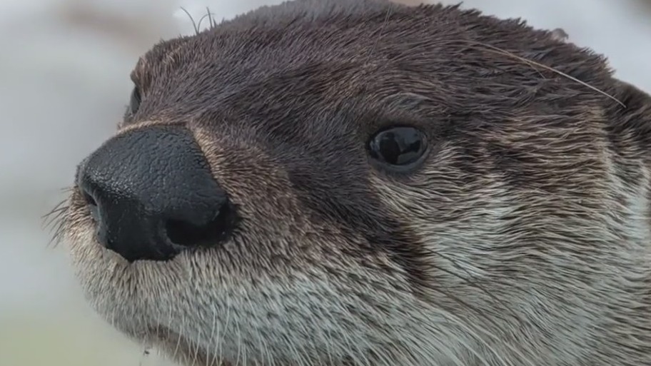 Baraboo zoo animals missing, police say habitat locks cut