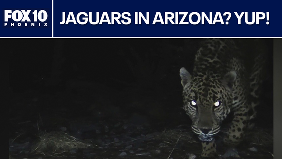Jaguar spotted by U of A trail cameras