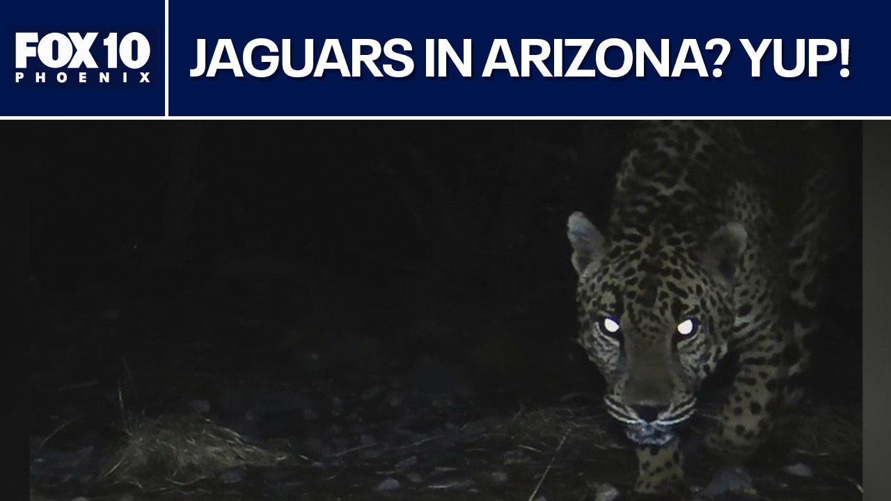 Jaguar spotted by U of A trail cameras
