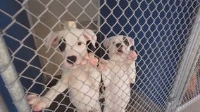 AAWL struggles to keep pets cool during heat wave