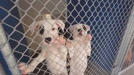 AAWL struggles to keep pets cool during heat wave