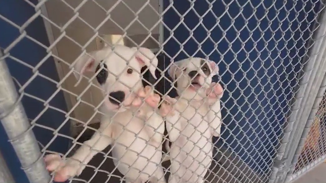 AAWL struggles to keep pets cool during heat wave