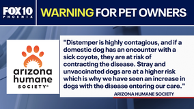 Canine distemper cases on the rise in the Valley