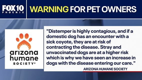 Canine distemper cases on the rise in the Valley