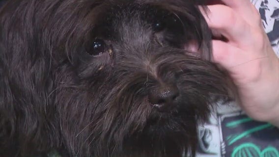 Check Your Chip Day raises microchipping awareness