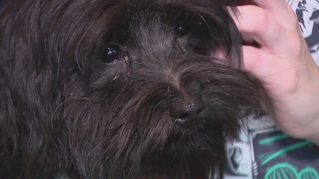 Check Your Chip Day raises microchipping awareness