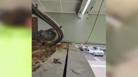 Chandler aims to clean up its pigeon problem