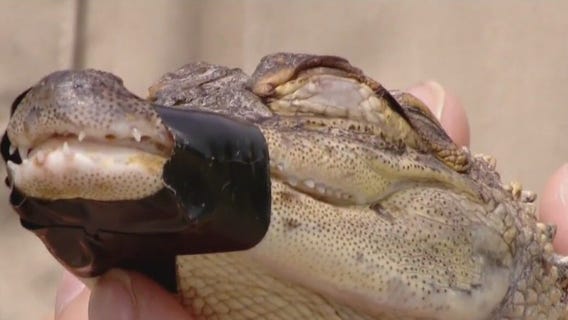 Alligator netted in Wisconsin's Long Lake, owner sought