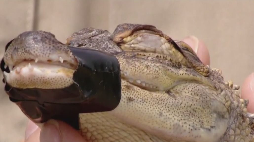 Alligator netted in Wisconsin's Long Lake, owner sought