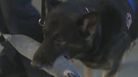 Retired St. Francis K-9 has terminal disease, fundraiser started