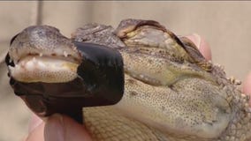 Fond du Lac County Long Lake alligator at Michigan sanctuary