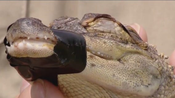 Fond du Lac County Long Lake alligator at Michigan sanctuary
