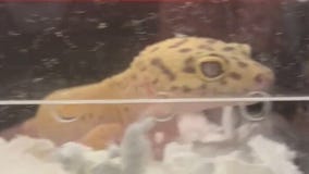 Scaled Up Reptile Expo in Fond du Lac