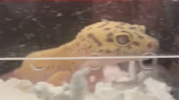 Scaled Up Reptile Expo in Fond du Lac