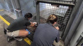 ZooTampa begins vaccinating animals against COVID-19