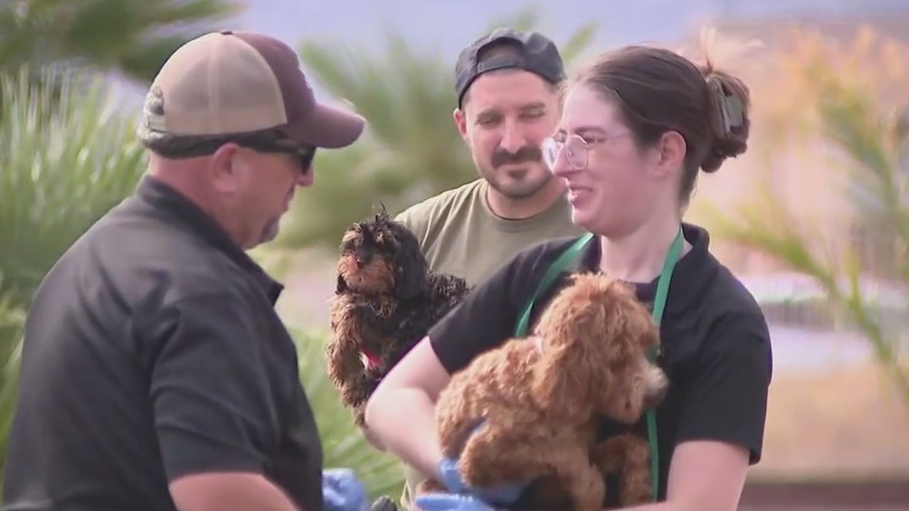 Dozens of dogs rescued from Litchfield Park home