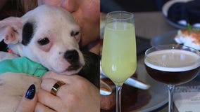 AZ restaurant raises money for animal rescue