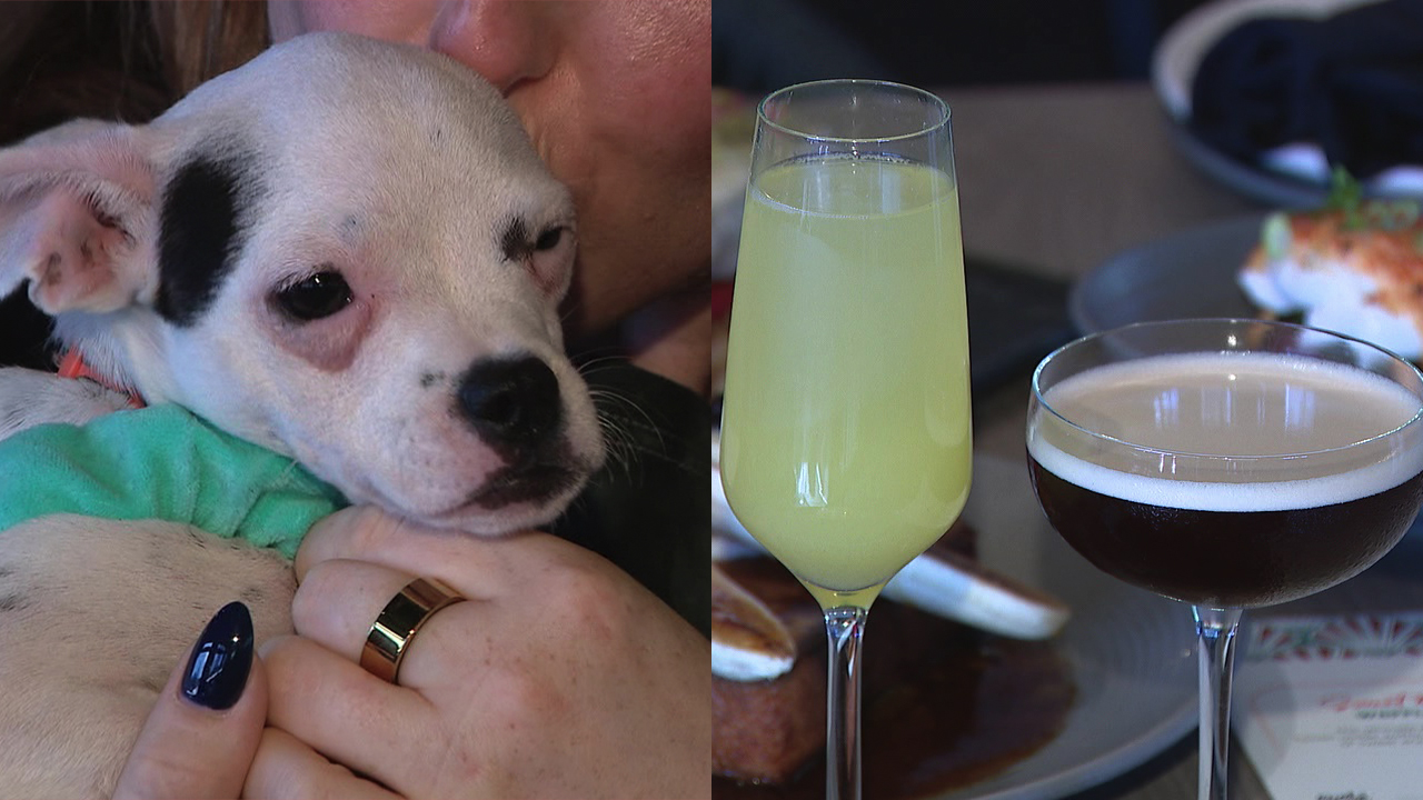 AZ restaurant raises money for animal rescue