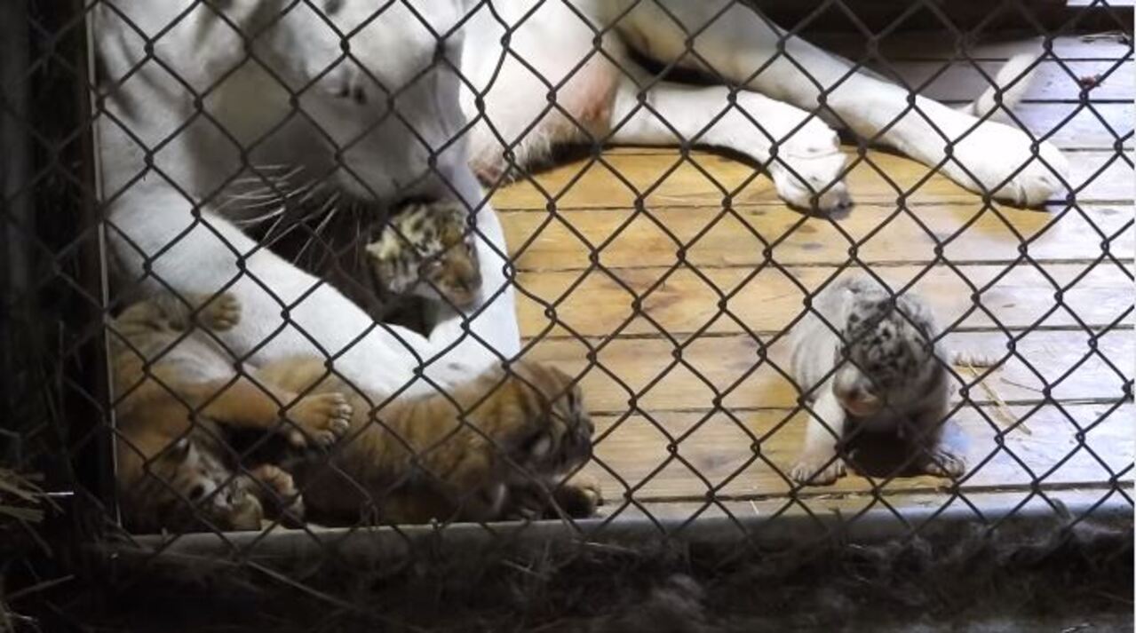 West Bend Shalom Wildlife tiger cubs named