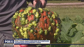 Loads of family fun at Thompson Strawberry Farm