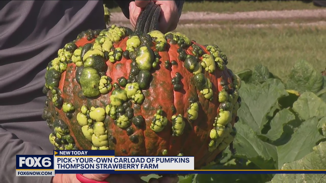 Loads of family fun at Thompson Strawberry Farm