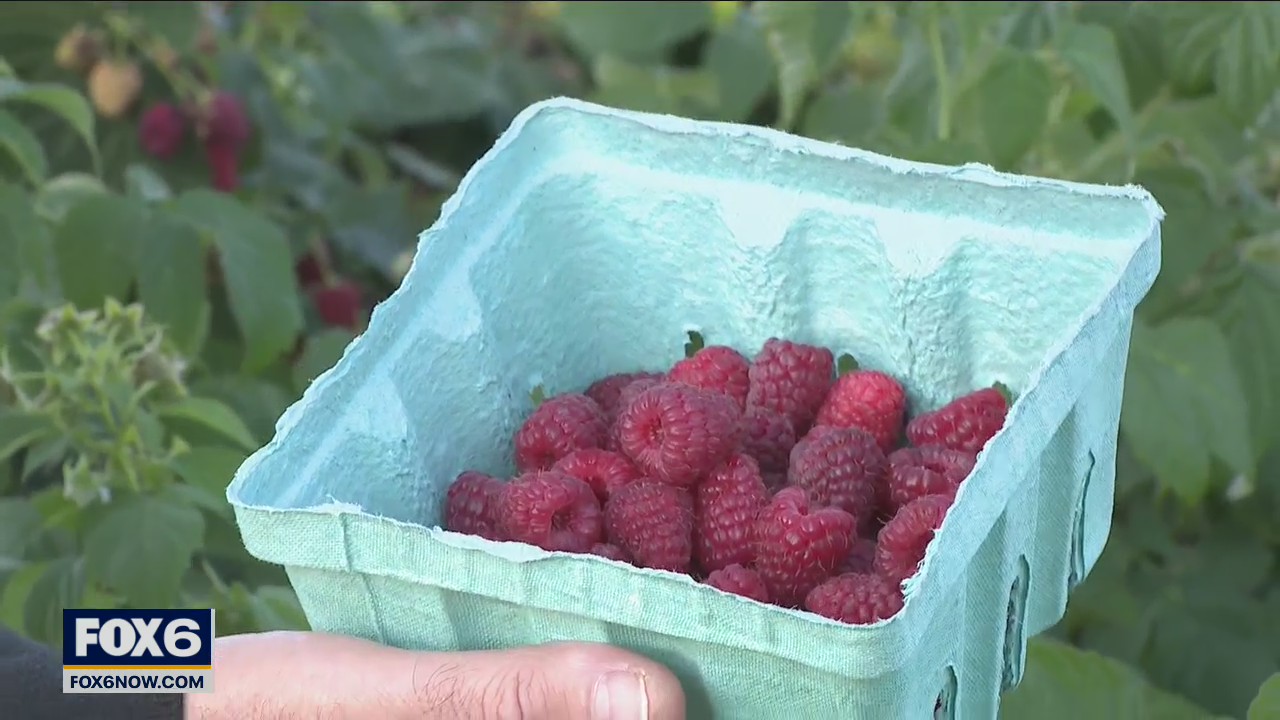 Raspberries, anyone?