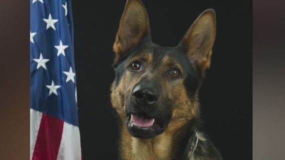 New Berlin police K-9 dies from 'unforeseen medical emergency'