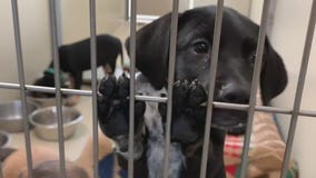 Dogs seized in Washington County, humane society takes in nearly 50
